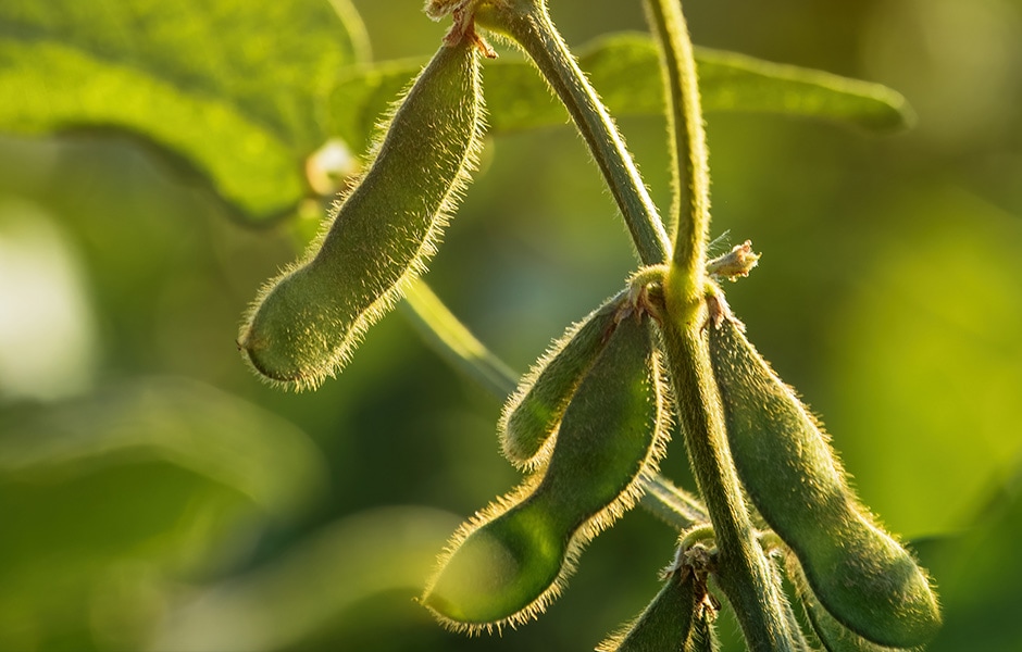 Soybean Focus Report 2023 - CME Group