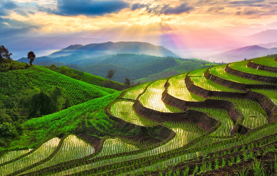 Asia rice fundamentals and Thailand White Rice futures Webinar - CME Group