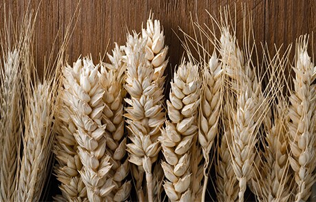 The KC Wheat and Chicago Wheat Spread - CME Group