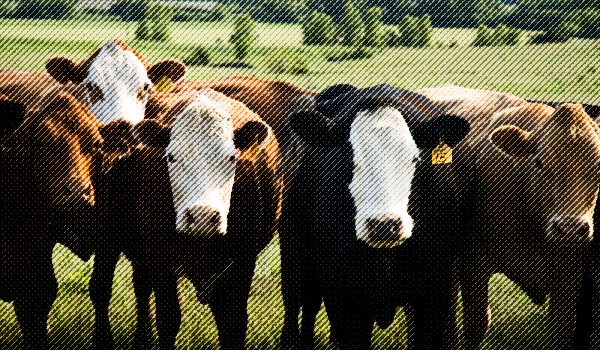 Why Cattle Remain In Short Supply - OpenMarkets